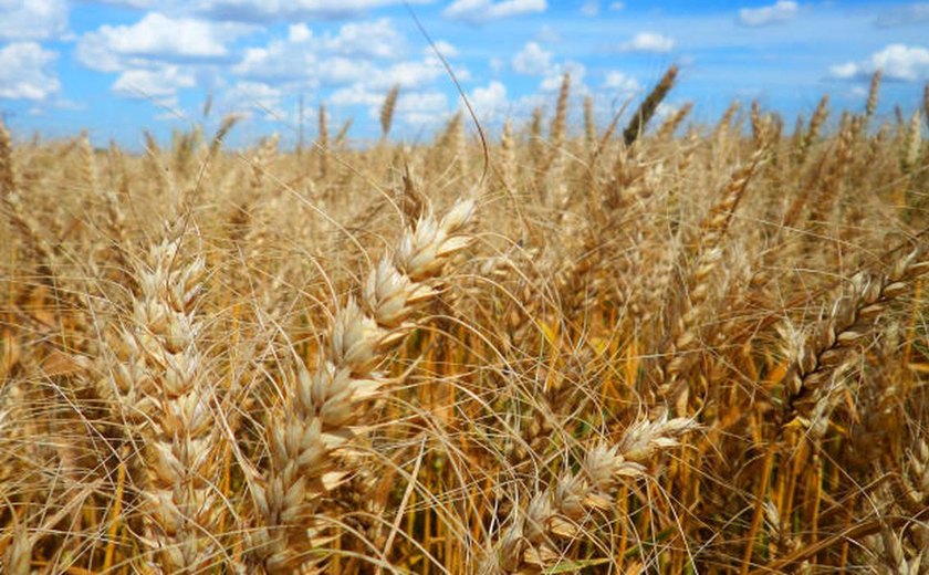 Conselho tem até 5 de abril para decidir sobre trigo transgênico