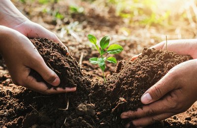 Plataforma PronaSolos avança para permitir acesso a todos que produzem dados sobre solos no Brasil