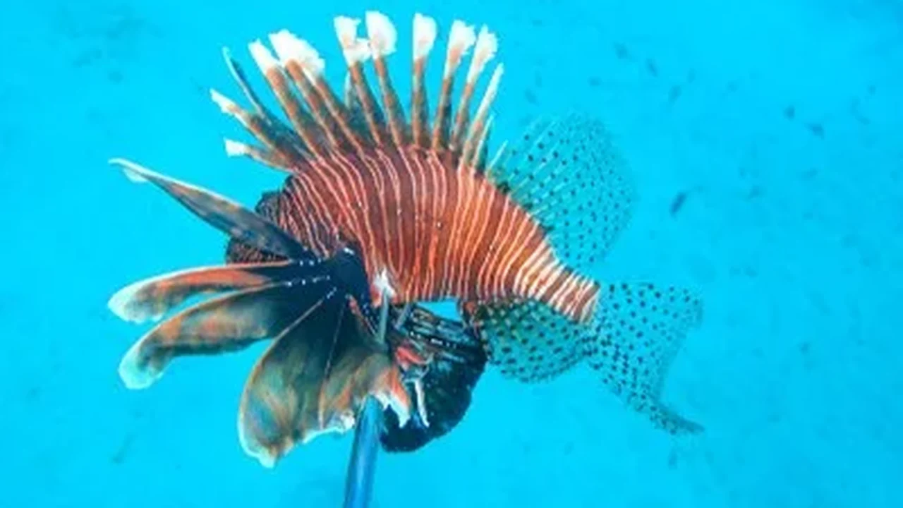 Pesquisadores da Ufal seguem com ações de monitoramento do peixe-leão