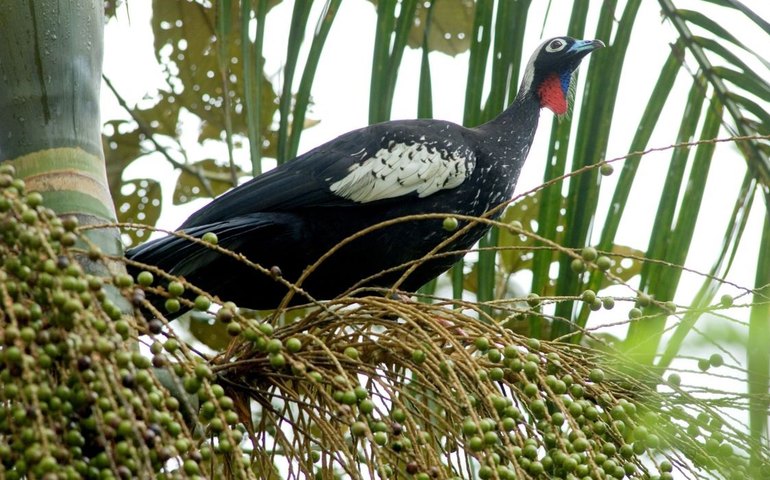 Governo prepara plano para resposta rápida a espécies invasoras
