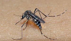 Homem morre com suspeita de dengue hemorrágica em Sergipe