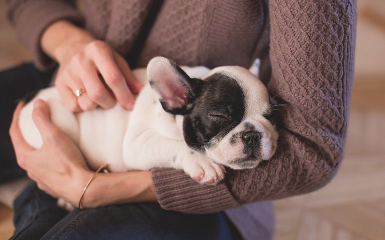 Pets e os benefícios na vida dos idosos