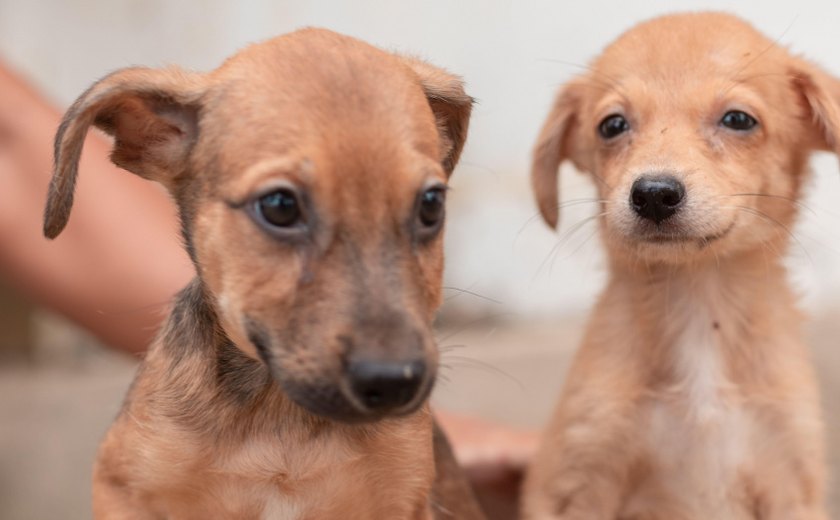 Feira de Adoção de animais alerta para combate e controle da Leishmaniose