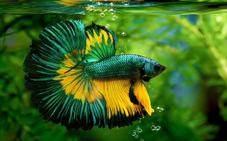 Maceió recebe neste final de semana o “Nordbettas Betta Show Alagoas”