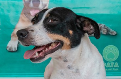 Adote um amigo no Pátio Maceió