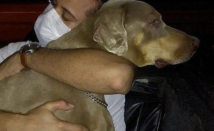 Cão Apolo tinha 13 anos quando foi submetido a eutanásia Cão Apolo tinha 13 anos quando foi submetido a eutanásia