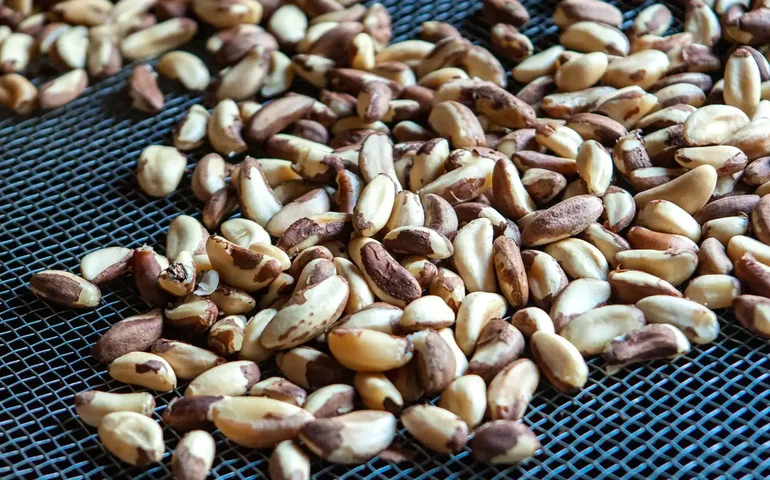 Costa Rica abre mercado para castanha-do-Brasil
