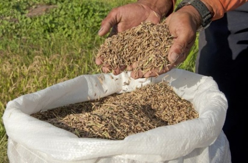 Codevasf e Embrapa destacam importância da Emater na produção de arroz