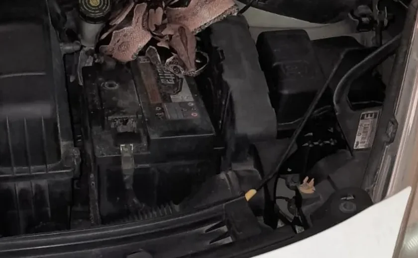 Jiboia é encontrada dentro do motor de carro de turistas argentinos em Ipioca