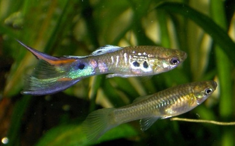 Palmeira dos Índios adota ações inovadoras contra o Aedes Aegypti