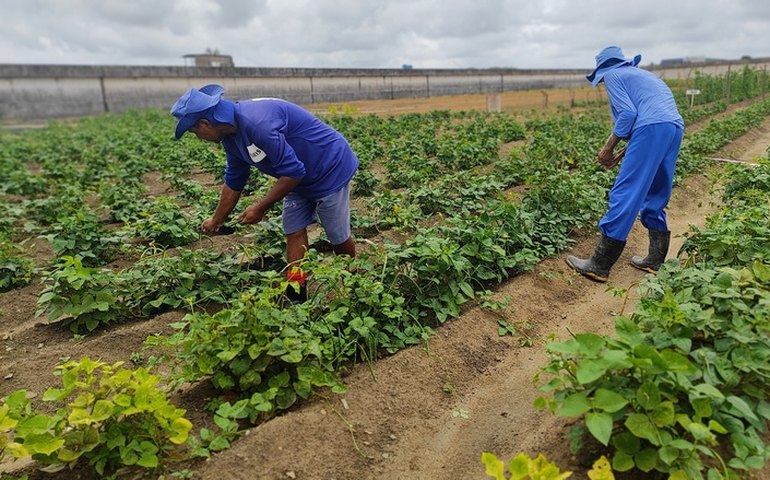 Horta do presídio Baldomero Cavalcante gera oportunidade de trabalho e sustentabilidade
