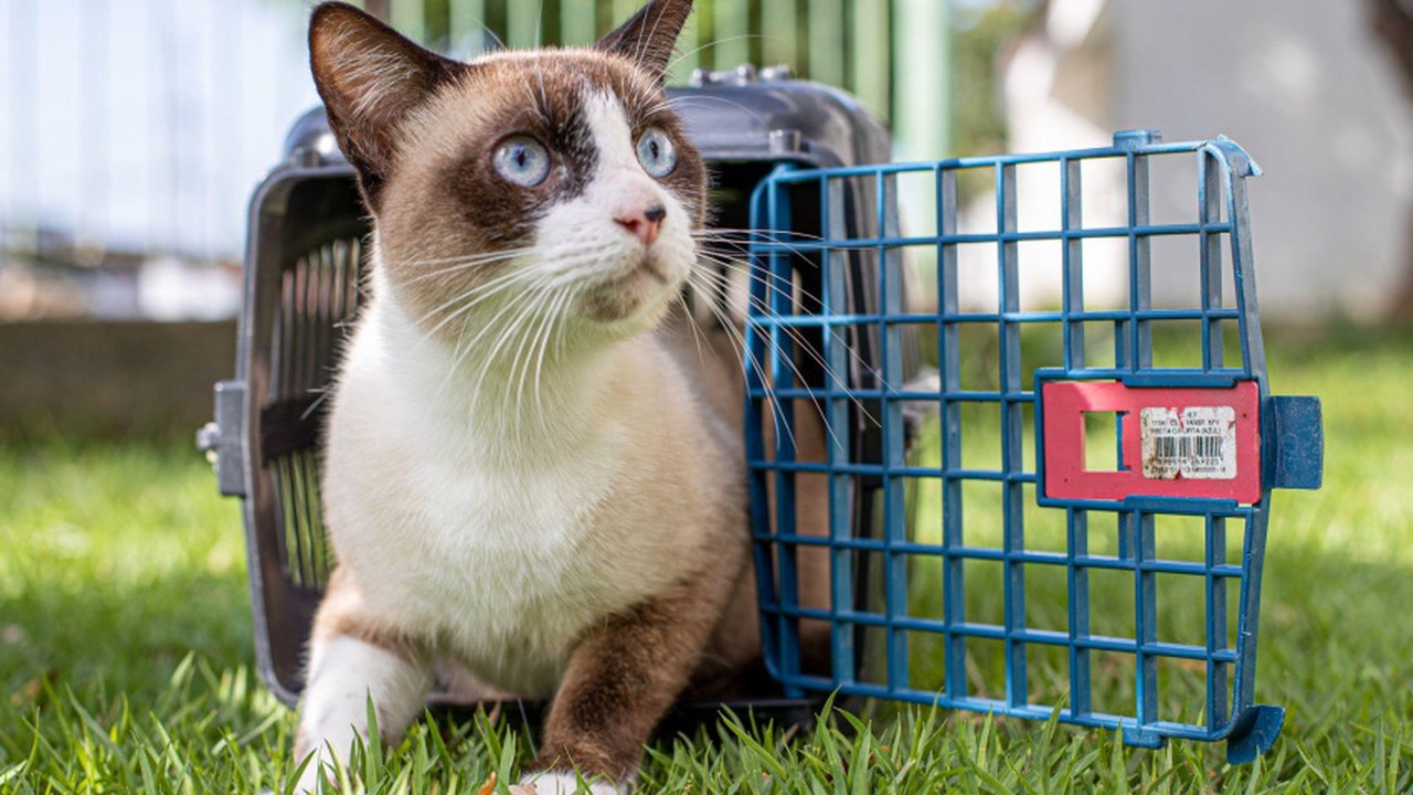 Feira de Adoção da Prefeitura leva pets adultos e filhotes para Rua Aberta neste domingo (14)