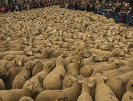 Rebanho de 600 ovelhas ocupa as ruas de Nuremberg