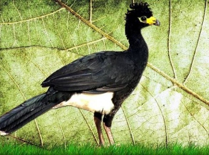 Mutum de Alagoas será reintroduzido na natureza em menos um ano