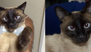 gatinho camila / Foto: Reprodução: Foto/ Redes Sociais