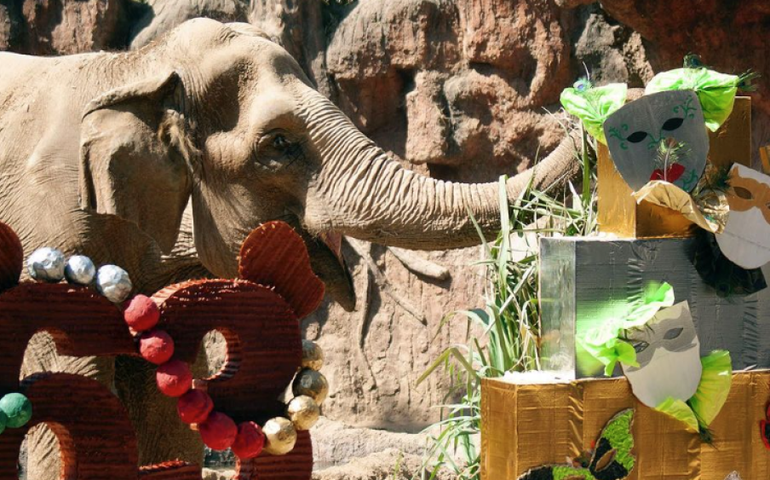 Com bolos, músicas e convidados, elefanta celebra 63 anos na Guatemala 