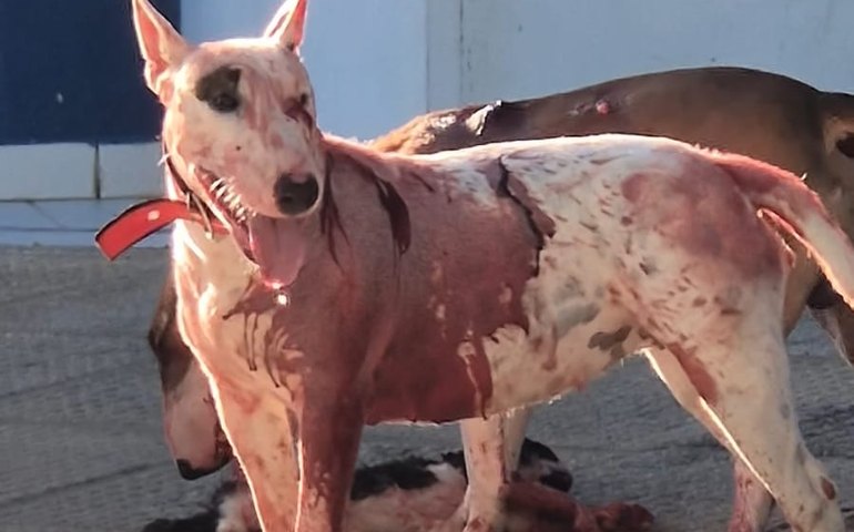 Ataque de cães da raça Bull Terrier causa desespero e mata gato em frente ao um ginásio de esportes em Maceió