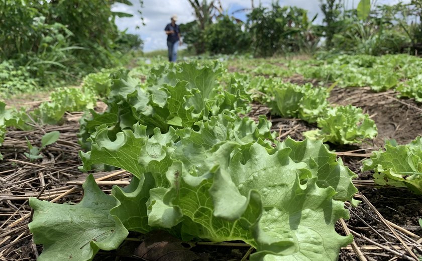 Alagoas reforça fomento a agricultura sustentável