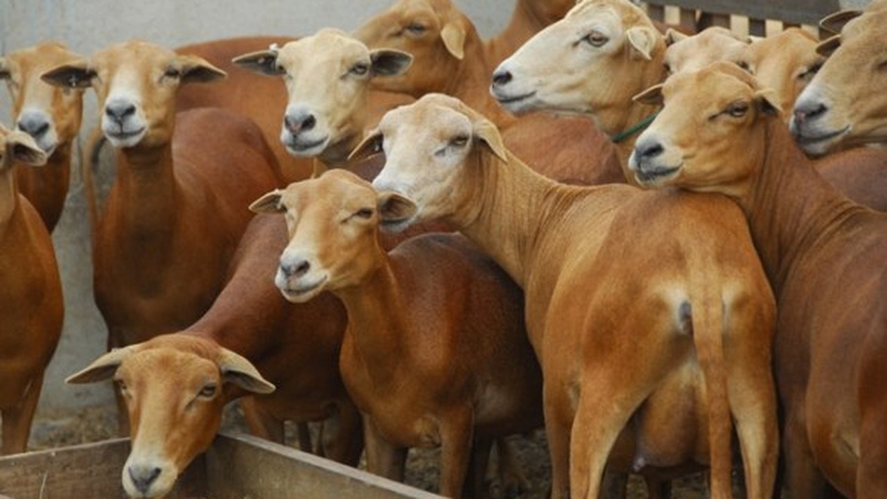 Produtores de Estrela de Alagoas e Cacimbinhas receberam 400 ovinos