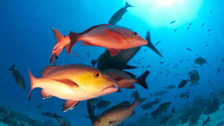 Lista de peixes e invertebrados ameaçados de extinção é atualizada