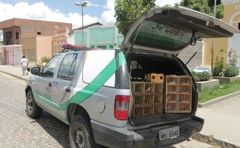 Batalhão de Polícia Ambiental apreende pássaros silvestres em Viçosa