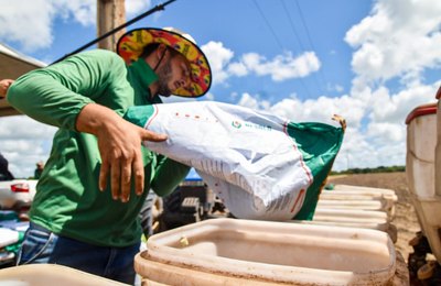 Ano III: Projeto Maná espera colher 480 toneladas de feijão em Coruripe 