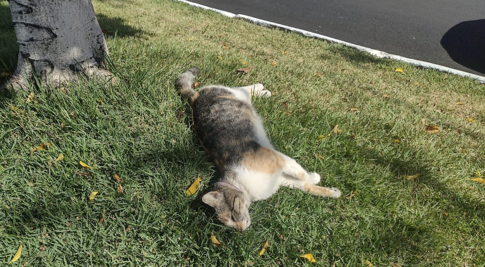 Polícia investiga morte de gatos com suspeita de envenenamento na Zona Sul de Aracaju