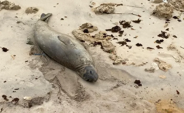 Mamífero marinho segue em deslocamento e passa por processo natural