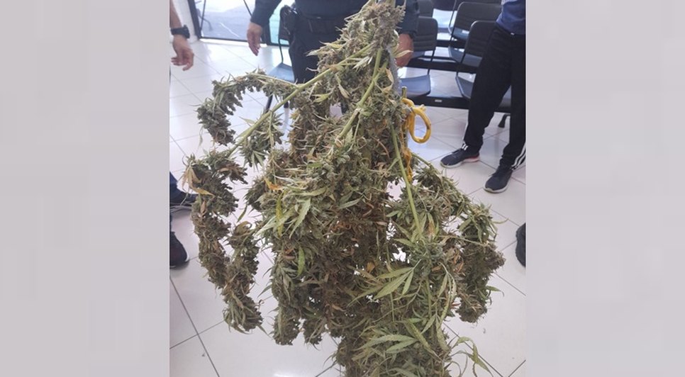 maconha / Foto: Foto: SSP/ Ascom