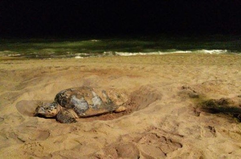 Institutos ambientais alertam sobre cuidados com ninhos de tartarugas