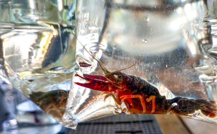 Brasil tem mais de 270 animais exóticos que ameaçam biodiversidade