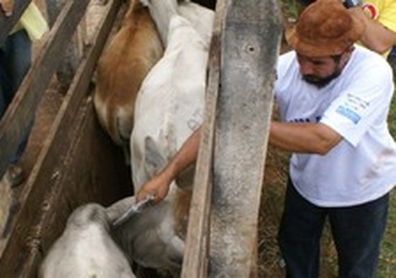 Vacinação contra aftosa cobre 96,2% do rebanho alagoano