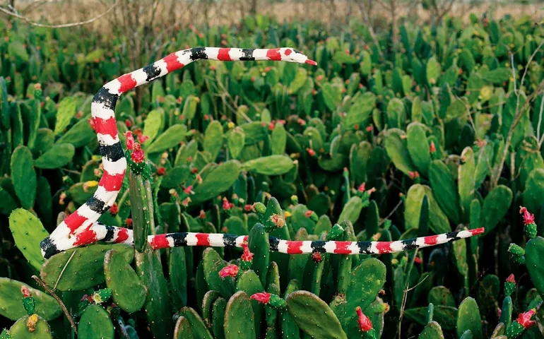 Rocinante lança “Obra viva de Hermeto Pascoal - Vol. 1 Flautas”, revelando tesouros inéditos do acervo do Campeão