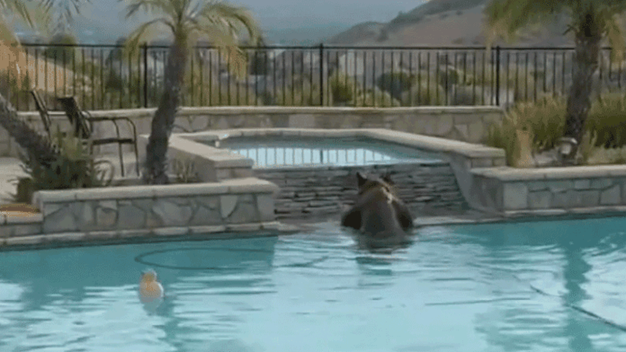 Urso mergulha em piscina de casa na Califórnia para fugir da onda de calor