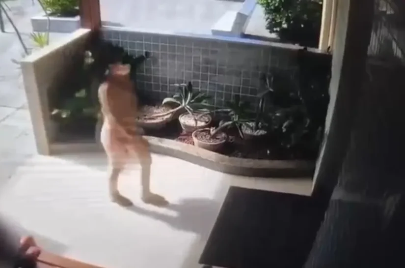 Vídeo mostra suspeita de invadir apartamento e furtar R$ 13 mil de idosa