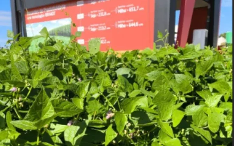 Brandt participa com campos demonstrativos durante Dia de Campo da Cooperativa Bom Jesus no PR