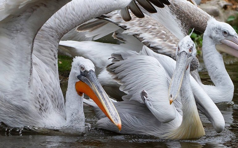 Zoológico de Viena sacrifica 20 pelicanos-crespos por surto de gripe aviária