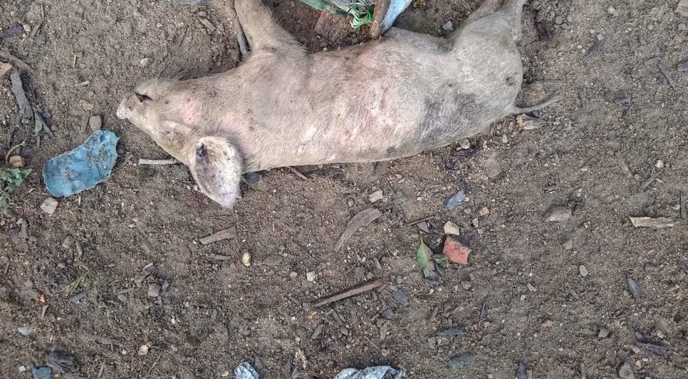 PORCO MORTO EM BOQUIM / Foto: Internauta
