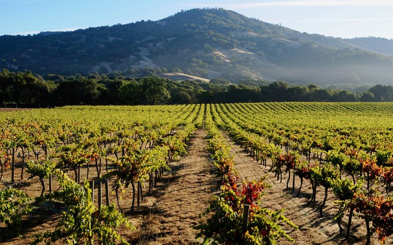 Premiação britânica reconhece vinícola chilena e californiana com “Green Award”