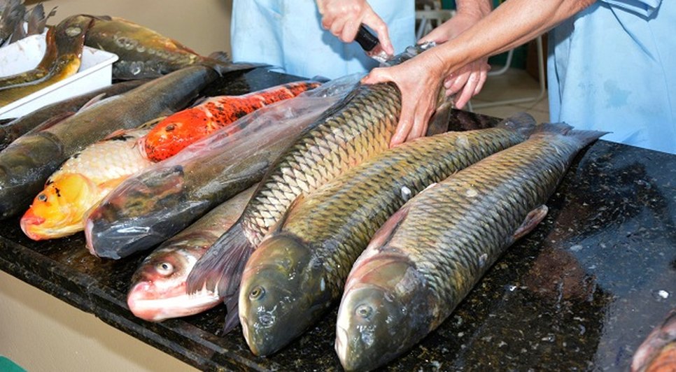 peixe-2