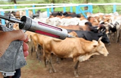 Criador tem até 15 de junho para declarar a vacinação da aftosa