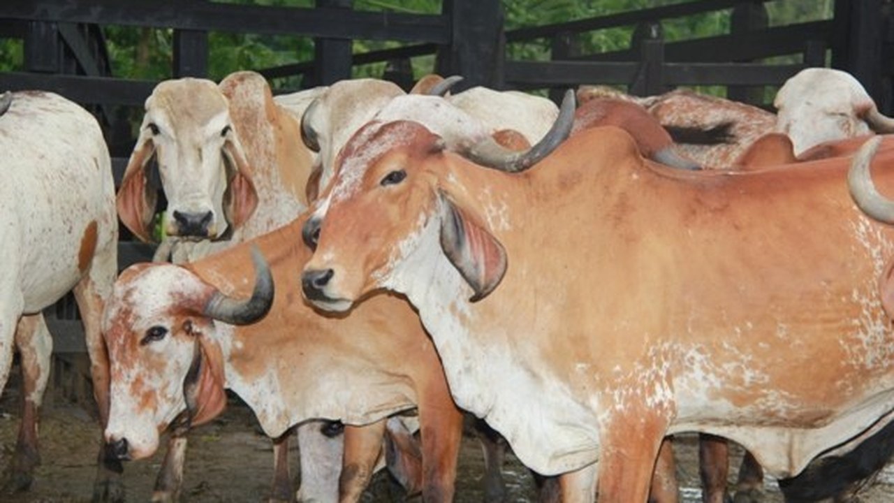 Ampliar pecuária de corte é uma das metas do Estado para o setor