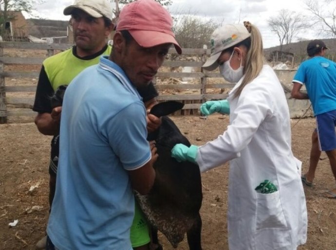 Emater inicia vacinação contra brucelose em municípios da Bacia Leiteira