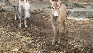 Homem é preso por praticar zoofilia contra animais silvestres e domesticados em Sergipe