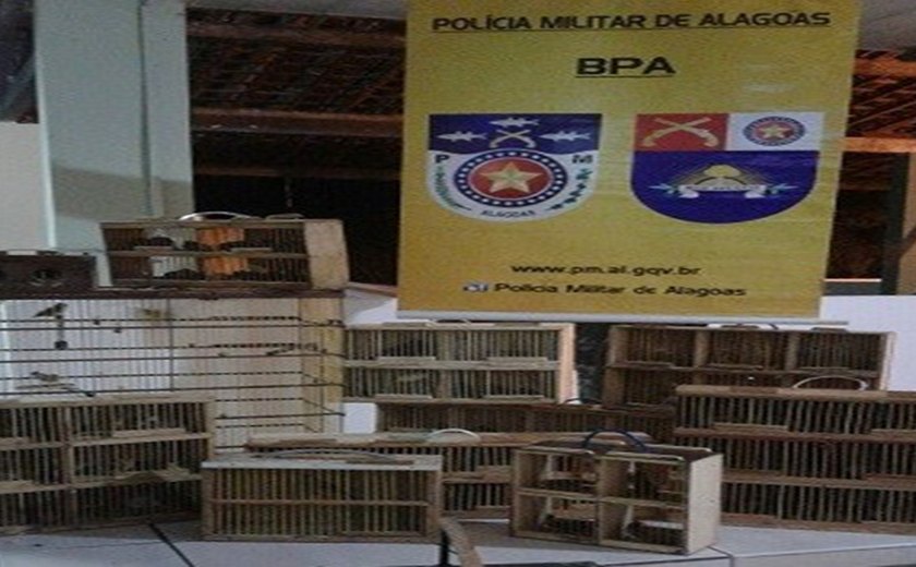 Batalhão Ambiental apreende 81 pássaros silvestres em Arapiraca