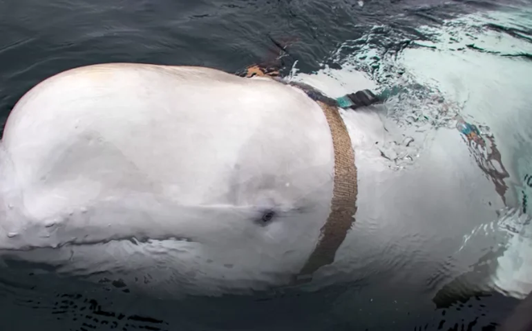 Baleia que teria sido 'espiã' russa é encontrada morta no mar da Noruega