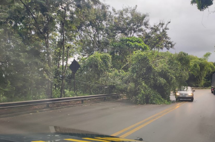 Chuva provoca queda de árvore na BR-316, em Satuba