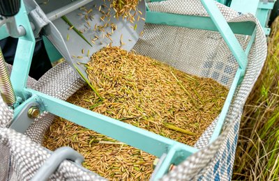 Produção de arroz no Baixo São Francisco alagoano cresce 41% em três anos