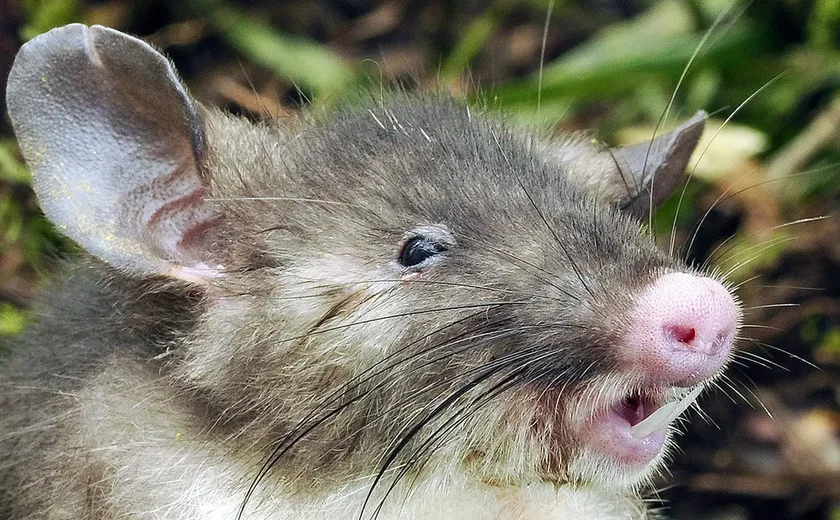 Só acredito vendo: rato é flagrado arrumando galpão de fotógrafo; vídeo