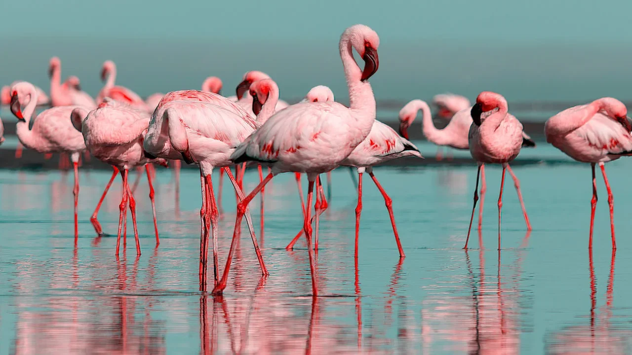 Mais de 30 flamingos foram mortos em colisão com aeronave na Índia